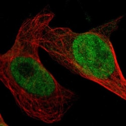 GPKOW Antibody, Novus Biologicals:Antibodies:Primary Antibodies